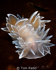 Dirona albolineata
Puget Sound, WA, U.S.A. by Tom Radio 
